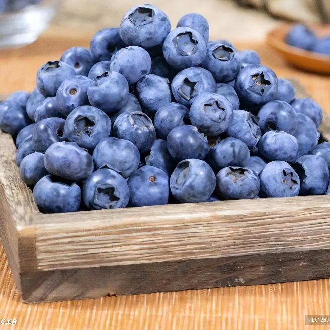 伊春野生蓝莓大果